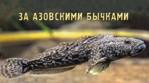 Рыбалка на Азовском море - БЫЧКИ