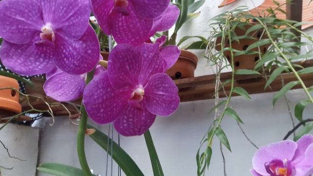 Orquidea Vanda - Qualidade e informação смотреть онлайн