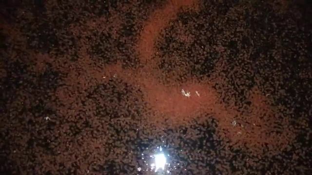 kutu air moina macrocopa смотреть онлайн