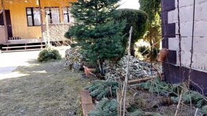 Прививка плакучей лиственницы Пендула (Larix decidua Pendula) на видовую 22.03.2025