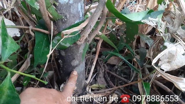 Cây Bưởi Bung, Vị Thuốc Nhiều Công Dụng смотреть онлайн
