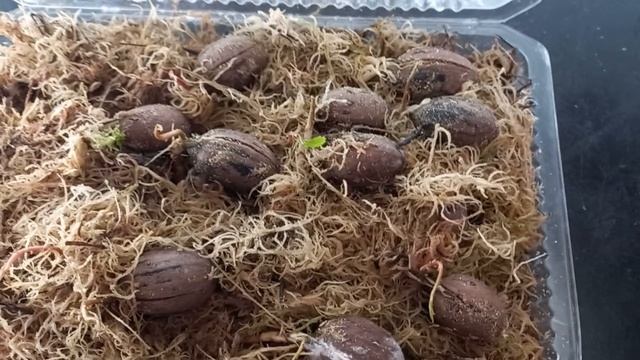 Проращивание пекана смотреть онлайн