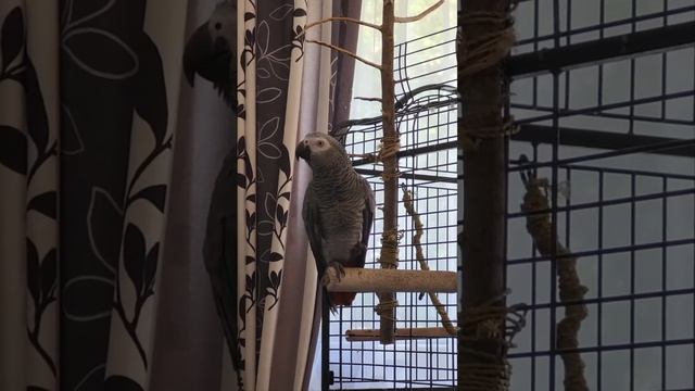 Лора, попугай Жако. Любит поговорить смотреть онлайн