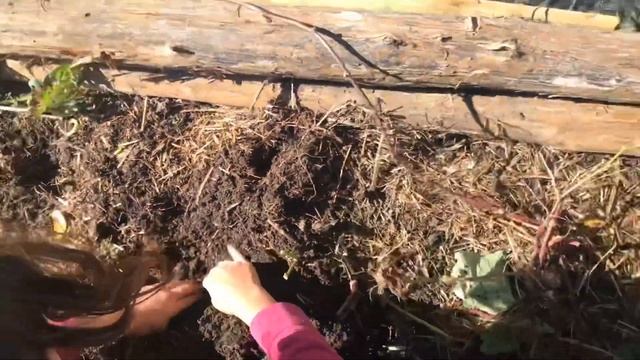 Harvesting Purple Sweet Potatoes (and How to Grow Sweet Potatoes) смотреть онлайн