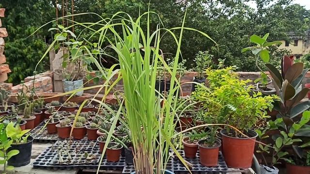बरसात के मौसम में आसानी से लगने वाली 30+ Cuttings || Easy Plant cuttings to grow during Monsoon смотреть онлайн