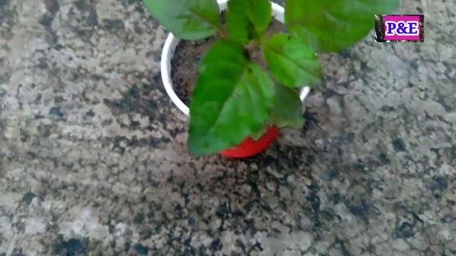 How To Grow Tulsi From Seed At Home , Grow Tulsi/ Holy Basil From Seed ( With Updates) смотреть онлайн