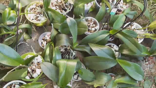 ЛЕГКИЙ ПОЛИВ ОРХИДЕЙ с помощью САДОВОГО ОПРЫСКИВАТЕЛЯ #орхидеи #полив #опрыскиватель #фаленопсисы смотреть онлайн