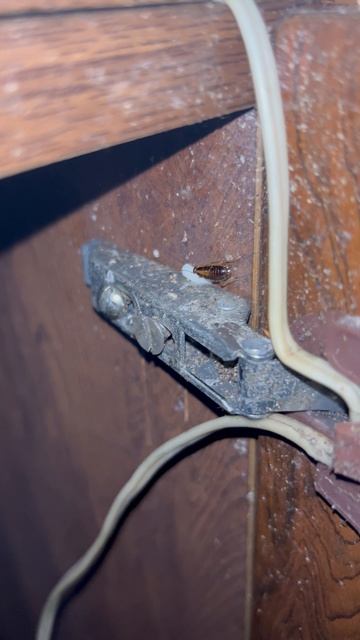 Таракан кушает с аппетитом 🤤