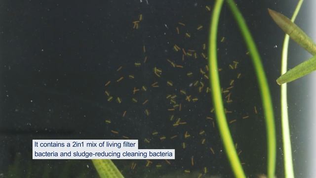 FilterActive Bacteria | Keeps filter biologically active and reduces sludge смотреть онлайн