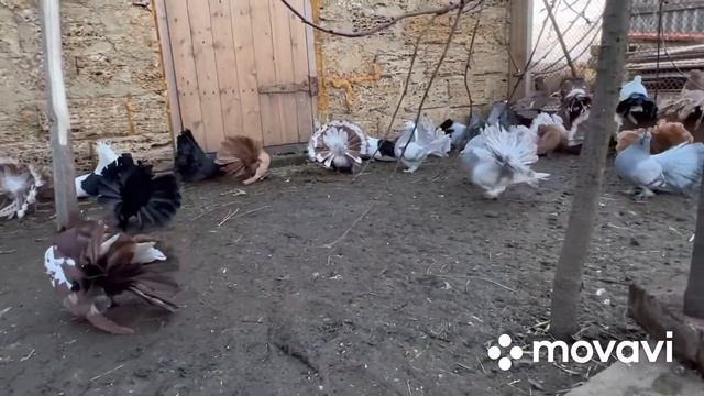 Голуби павлины. Индийские павлины. Indian Fantail Pigeon 2021. Крым. Нижнегорский район.+7978895959