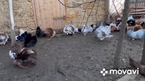Голуби павлины. Индийские павлины. Indian fantail pigeon 2021. Крым. Нижнегорский район.+7978895959