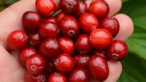 Косточки калины: секрет крепкого здоровья.