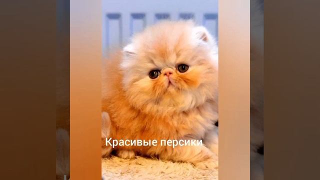Очень красивая музыка. Взрывы мелодий , как волны цунами. МУЗЫКА для настроения. смотреть онлайн