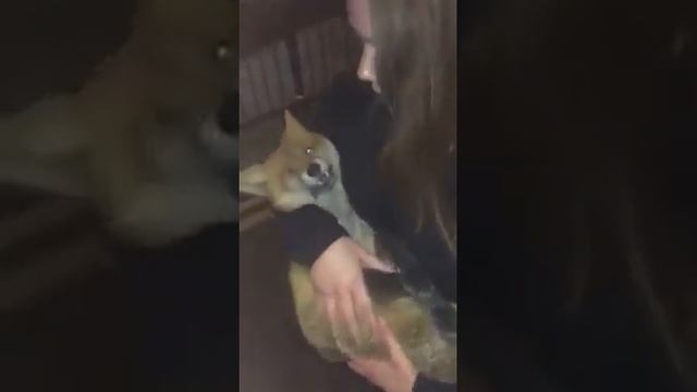 Chick takes dead fox home for yiff смотреть онлайн