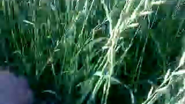 My Stafford Shire Bull Terrier Deebo in long grass смотреть онлайн