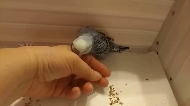 Первая большая прогулка смотреть онлайн