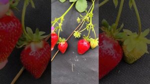 Шегдан Хонг🌟! Очень крупная ягода для сигналок‼️