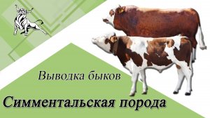 Выводка быков. Симментальская порода