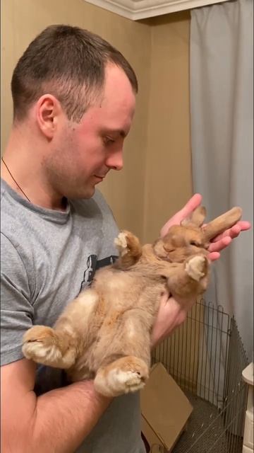 С наступающим годом КРОЛИКА 🙌🏻 смотреть онлайн