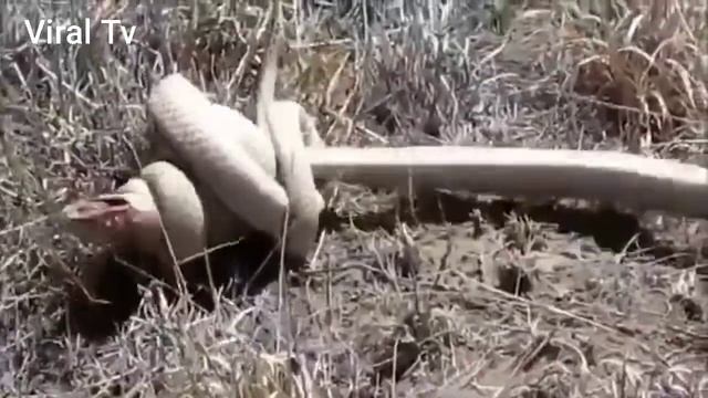Amazing White Cobra Snake Fight for Matting king Cobra vs Cobra most amazing animales fight смотреть онлайн