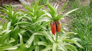 Рябчик императорский аврора - это великолепное растение