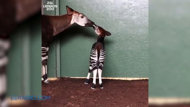 Why This Endangered Animal Was Named After Meghan Markle Ahead of Royal Wedding смотреть онлайн