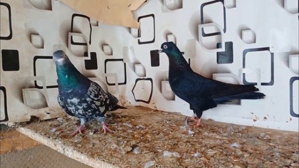 #Туркмены Мраморные и Чёрные Голуби, 2024г Pigeons!!!