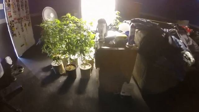 Royal Gorilla Fem Seeds popped with silver colloidal Experiment смотреть онлайн