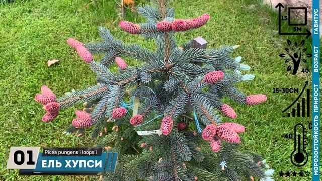 ЕЛЬ ХУПСИ голубой солитёр PICEA HOOPSII