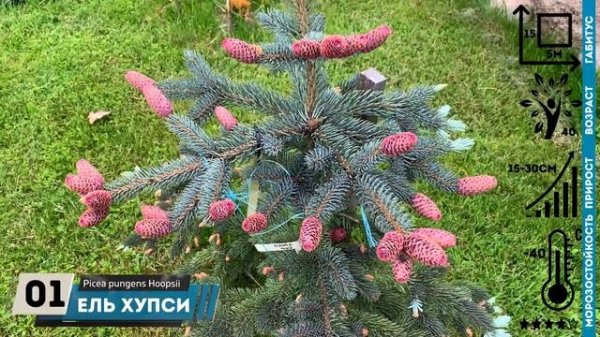 ЕЛЬ ХУПСИ голубой солитёр PICEA HOOPSII
