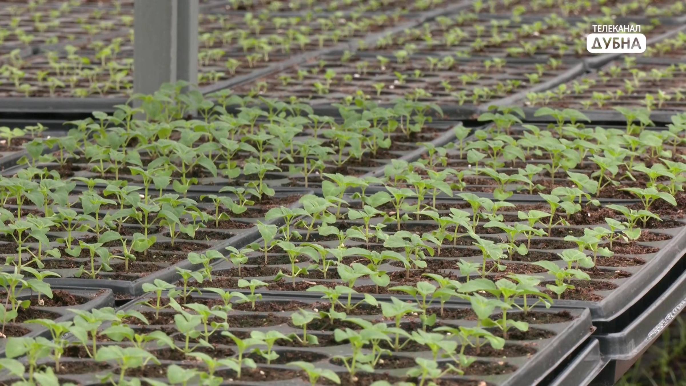 Чтобы Дубна цвела, сейчас в теплицах кипит работа смотреть онлайн