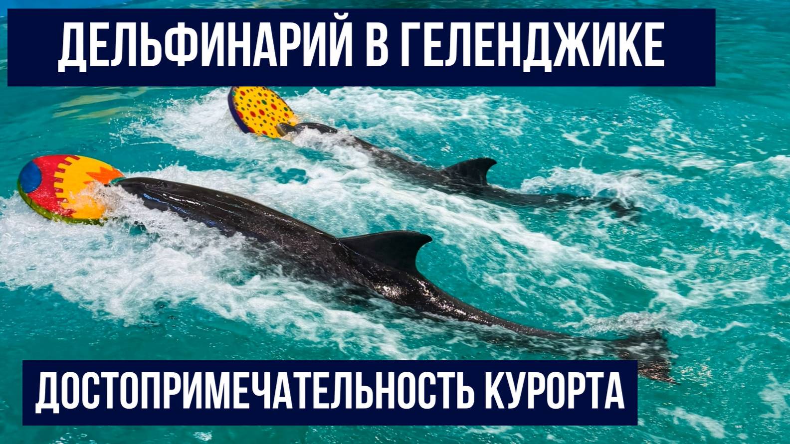 Дельфинарий в Геленджике, достопримечательность, шоу смотреть онлайн