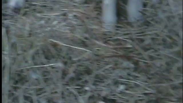 Домашний скот 02.2009