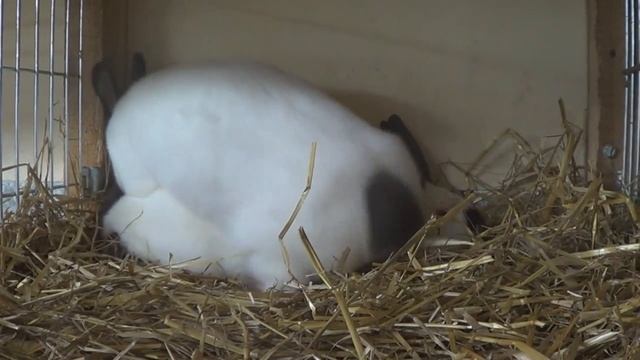 Zapładnianie samiczki смотреть онлайн