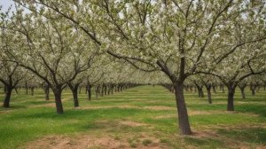 10 причин, почему груша не цветет и не плодоносит, если ей уже 5 лет и что делать - Деревья