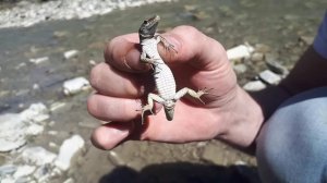 Как ящерица отбрасывает хвост и не умирает от этого? Хитрый механизм, которому более 280 млн лет