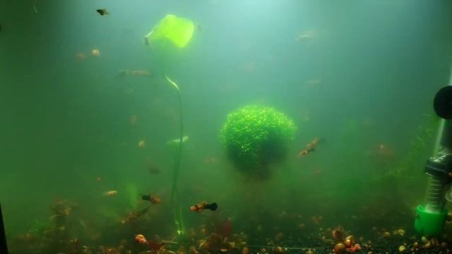 Жизнь трёх аквариумов смотреть онлайн