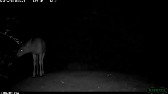Deer Try To Pee Discretely Behind Bushes & Check Out Cameras Spying On Them