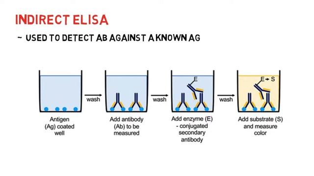 ELISA | Types of ELISA | Sandwich ELISA | Application of ELISA | ELISA Test| Principle of ELISA смотреть онлайн