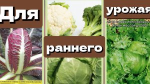 Капуста. Кочанный салат Айсберг и Радиччио. Посев на рассаду