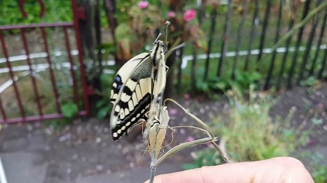 Koninginnenpage (2/4) - Papilio machaon смотреть онлайн
