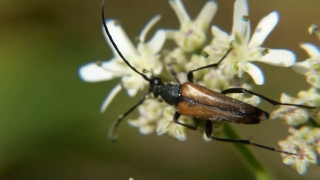 Kleiner Schmalbock смотреть онлайн