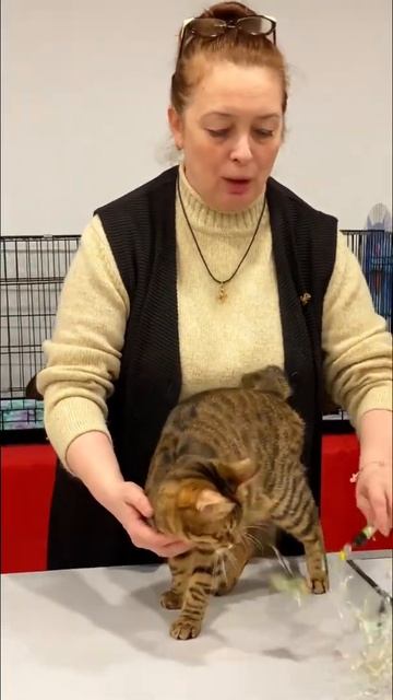Курильский бобтейл кошка #выставкакошек #курильскийбобтейл смотреть онлайн