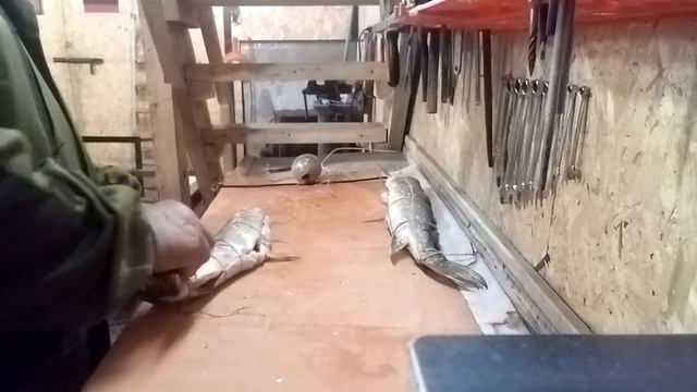 Щука и сиги горячего копчения в бочке смотреть онлайн