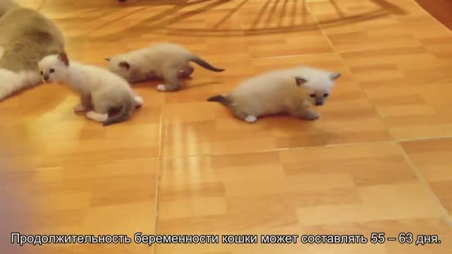 Чем кормить беременную кошку смотреть онлайн