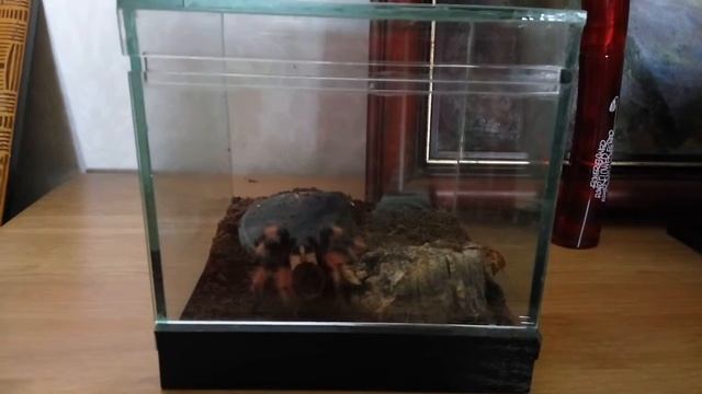 Brachypelma emilia смотреть онлайн