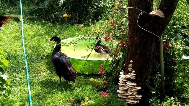 Померанский шпиц , питомник "ГЕЙМ ТАЙМ" смотреть онлайн