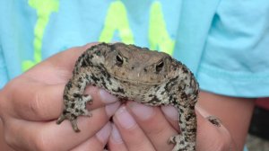 Чем жаба отличается от лягушки? Почему это важно знать в сезон шашлыков и дач?