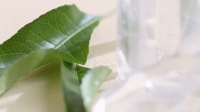 Ananda Tchai M. Micallef