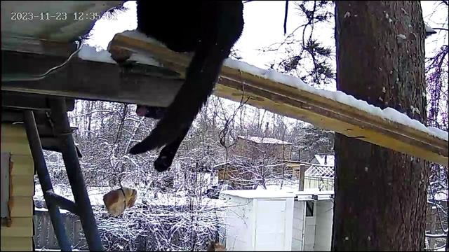 ДИКИЙ КОТ 🙀 Funny cat